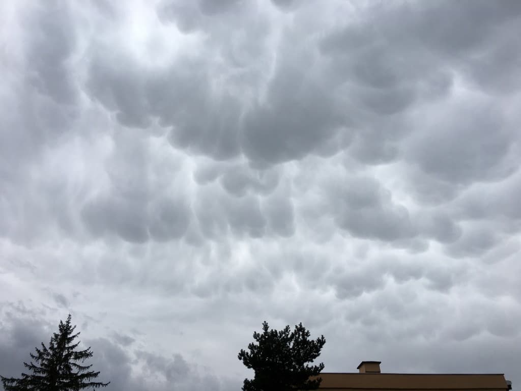 Mamatus