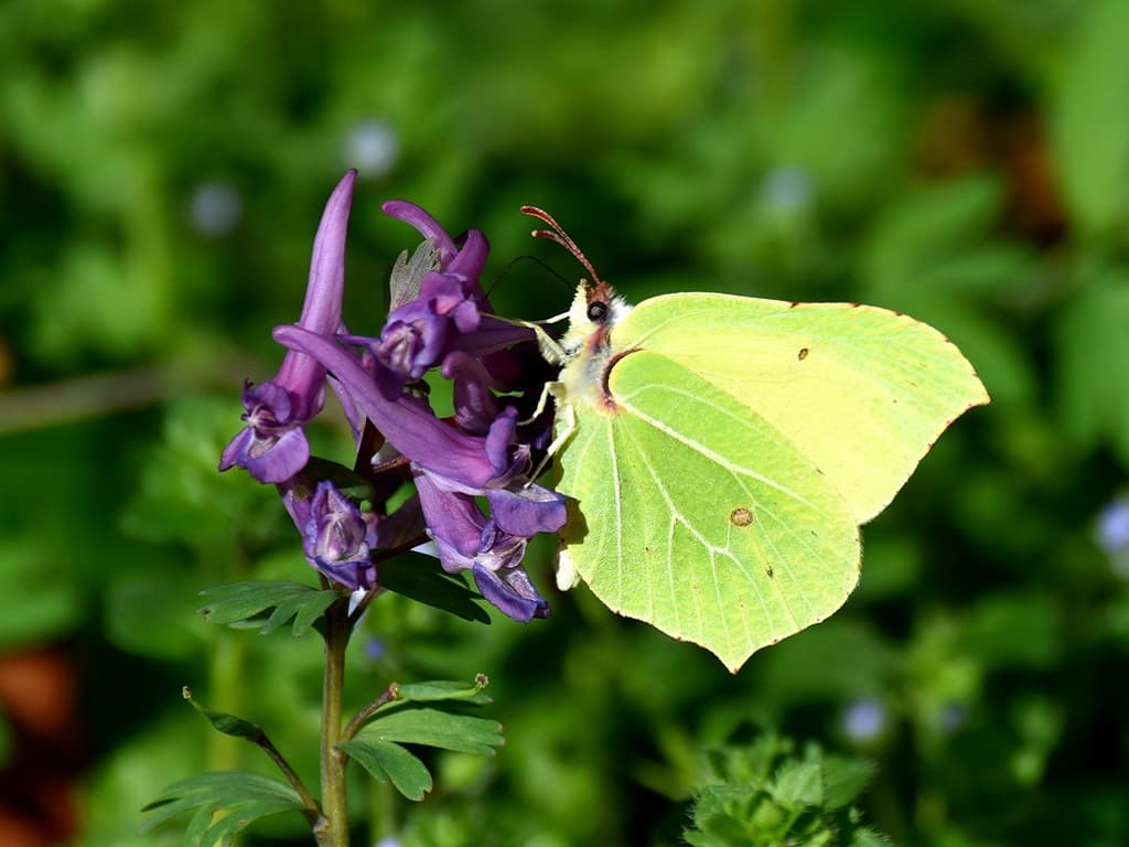 Papillon Citron