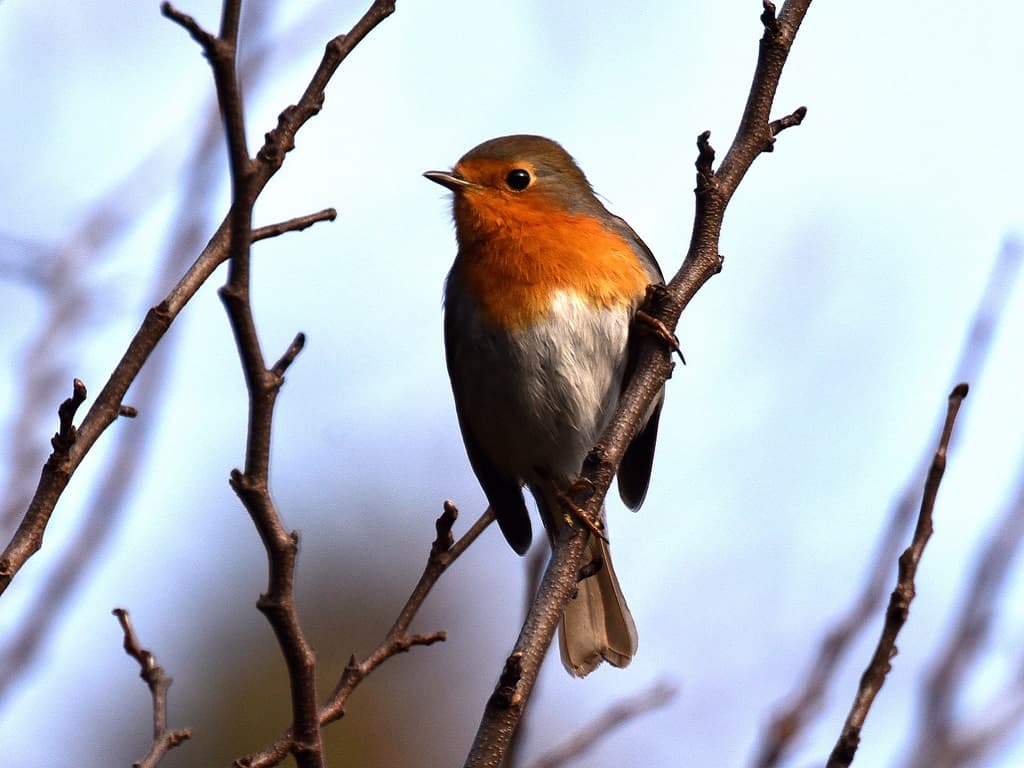 Rouge Gorge